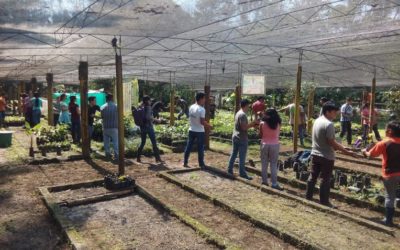 Limpieza y acondicionamiento en el Vivero Forestal de la Universidad Nacional Agraria de la Selva-UNAS que servirá para generar 15,000 plantones para ser distribuidos a comunidades que apuestan por la agroforestería.