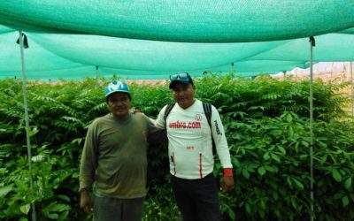 Instalación de sistemas agroforestales en las comunidades Santa Flor, Nueva Control y Contralmirante Grau, del Bajo Biabo, Bellavista-San Martín